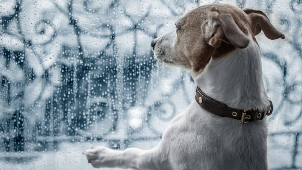 cane guarda all'esterno vicino alla finestra